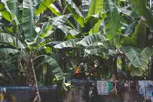 Foto gratuita alberi di banane che crescono dietro un muro di pietra