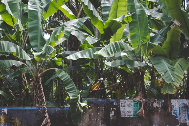 Банановые деревья, растущие за каменной стеной