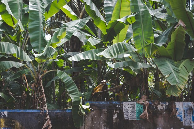 Banana trees growing behind a stone wall