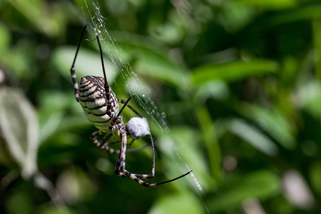 Foto gratuita banded argiope spider (argiope trifasciata) sul suo web in procinto di mangiare la sua preda, un pasto di mosca