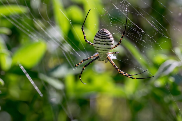 거미줄에있는 줄무늬 Argiope 거미 (Argiope trifasciata)가 먹이, 파리 식사를 먹으려 고합니다.