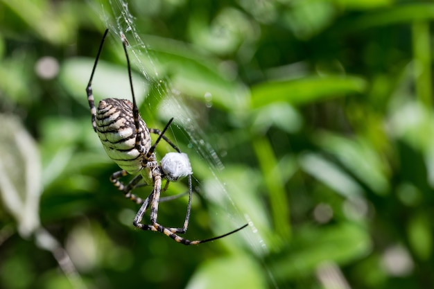 거미줄에있는 줄무늬 Argiope 거미 (Argiope trifasciata)가 먹이, 파리 식사를 먹으려 고합니다.