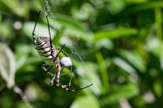Полосатый паук-аргиоп (Argiope trifasciata) на своей паутине собирается съесть свою добычу - муху