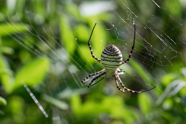 거미줄에있는 줄무늬 Argiope 거미 (Argiope trifasciata)가 먹이, 파리 식사를 먹으려 고합니다.