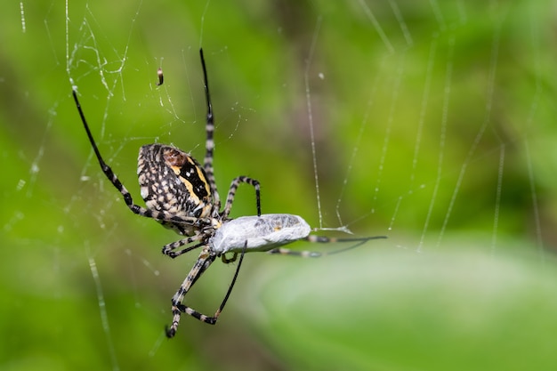 Закрученный в сеть паук-аргиопский паук собирается съесть свою добычу, муху