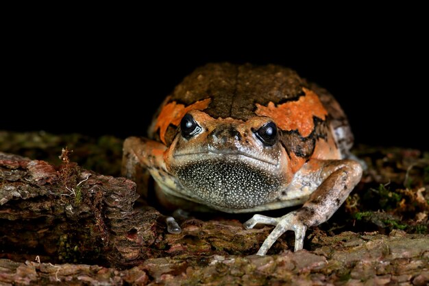 黒の木材にアジアジムグリガエルKaloulapulchraのクローズアップ