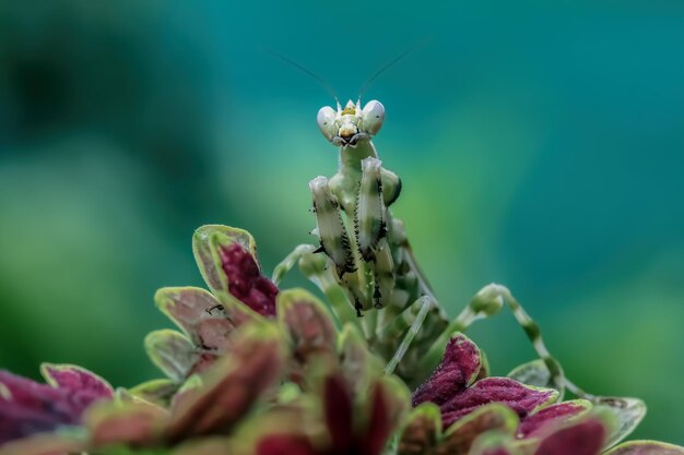 Banded flower mantis on branch Banded flower mantis on flower