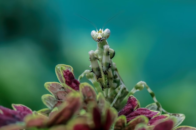 Banded flower mantis on branch Banded flower mantis on flower