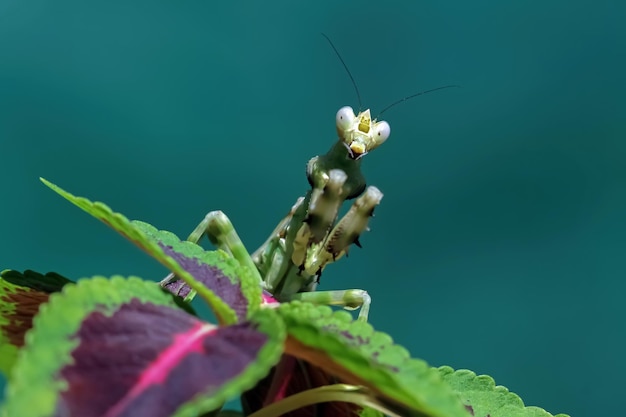 Banded flower mantis on branch Banded flower mantis on flower