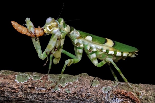 Banded flower mantis on branch insect closeup Banded flower mantis isolated on black background