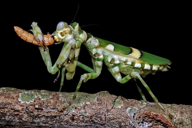 枝昆虫のクローズアップの縞模様のカマキリ黒の背景に分離された縞模様のカマキリ