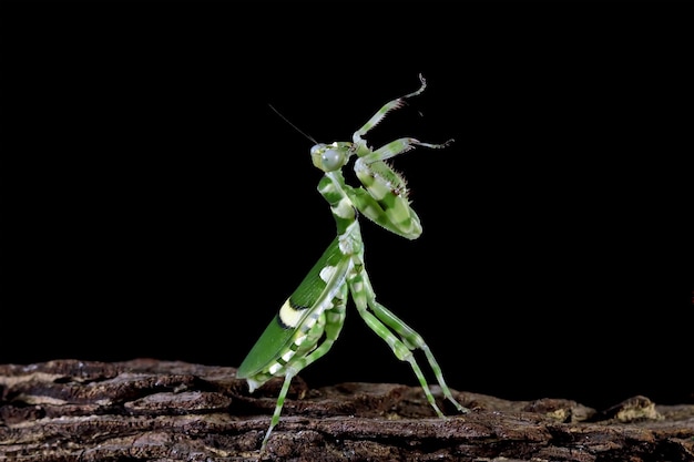 Banded flower mantis on branch insect closeup Banded flower mantis isolated on black background