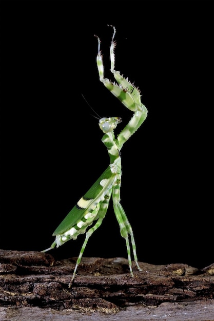 Banded flower mantis on branch insect closeup Banded flower mantis isolated on black background