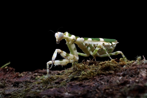Banded flower mantis on branch insect closeup