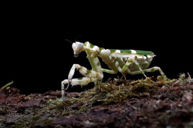 Free photo banded flower mantis on branch insect closeup