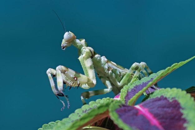 Banded flower mantis on flower insect closeup