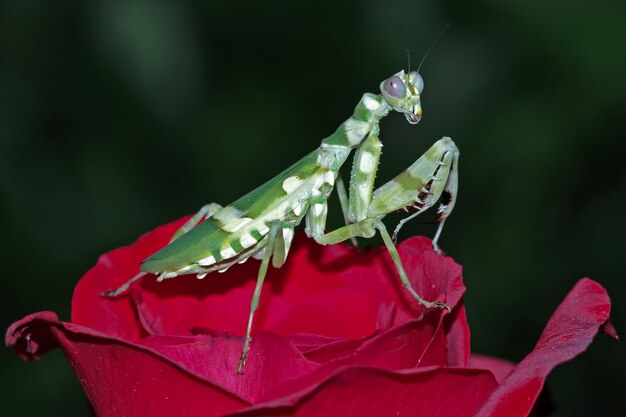 Banded flower mantis on flower insect closeup