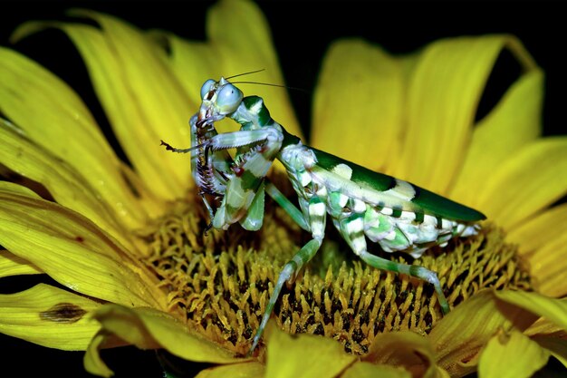 Полосатый цветочный богомол на цветочном насекомом крупным планом