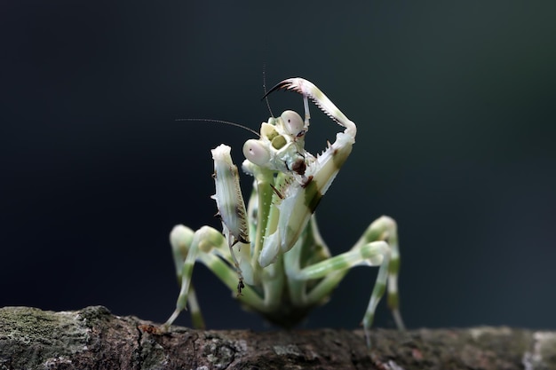 Banded flower mantis on red flower insect closeup