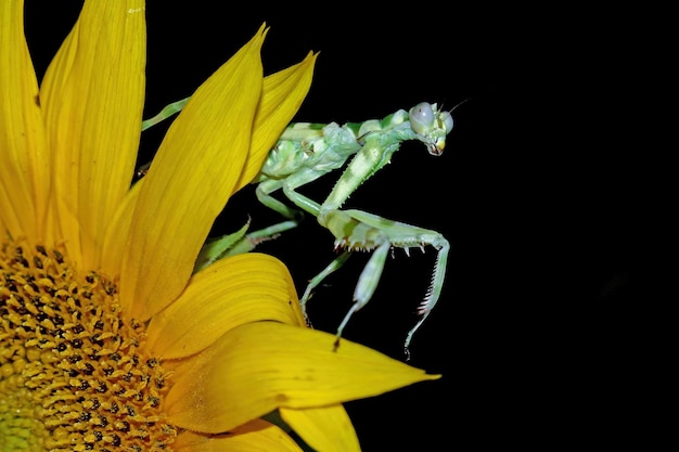 Banded flower mantis on red flower insect closeup