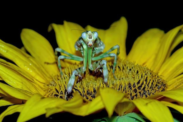 Banded flower mantis on red flower insect closeup