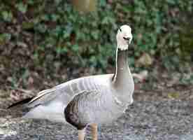 Free photo bar--headed goose warning cal