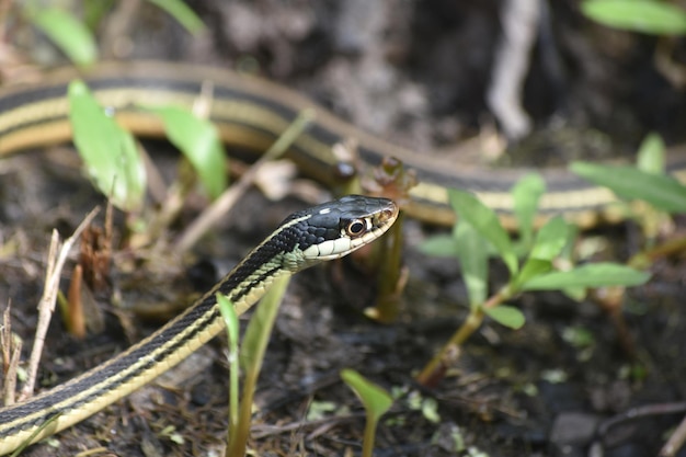 Barataria preserve with a ribbon snake's head raised.