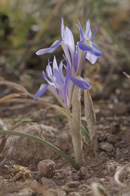 バーバリナッツアイリス、モレアsisyrinchium