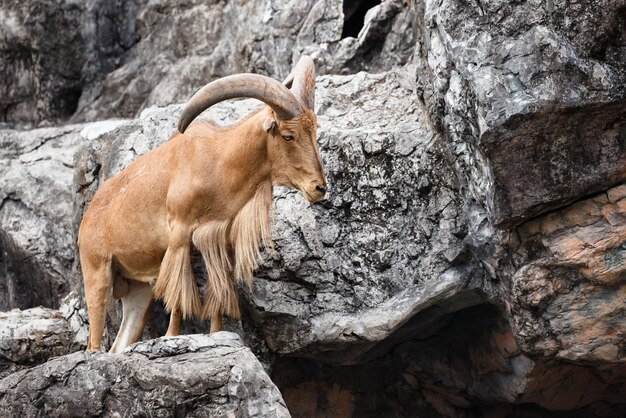 Barbary sheep Ammotragus lervia native to rocky mountains in North Africa