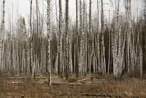 Free photo bare forest