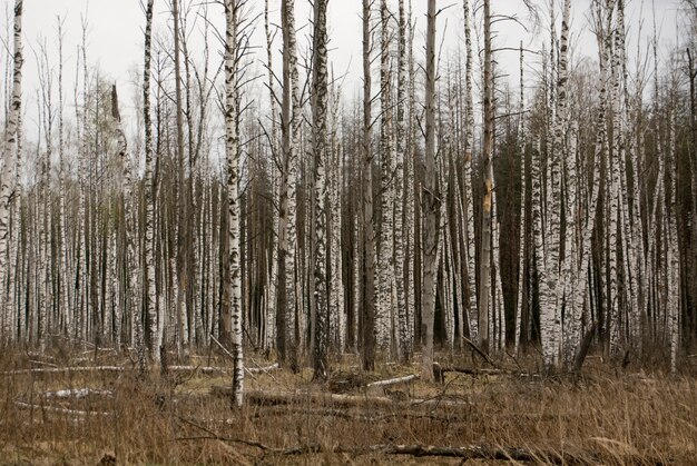 Bare forest
