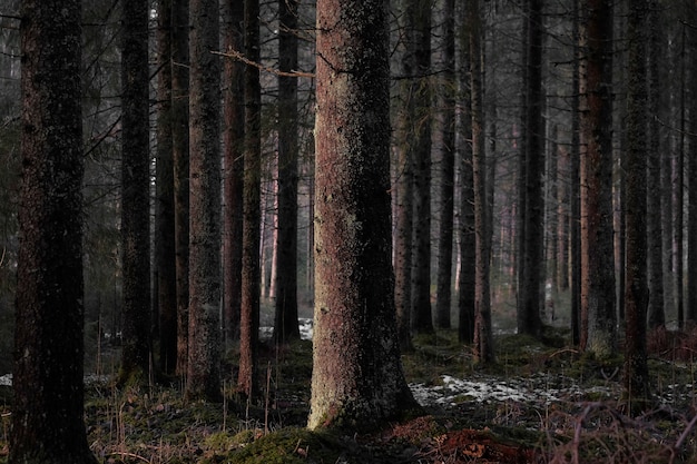 Bare tall trees of the dark forest