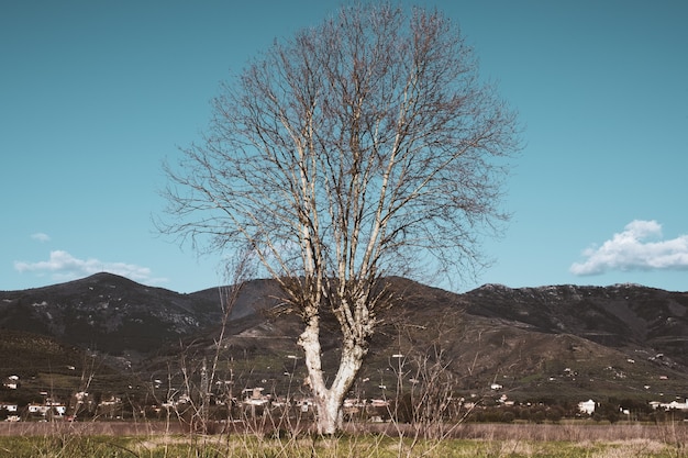 Bare tree in a field with mountains