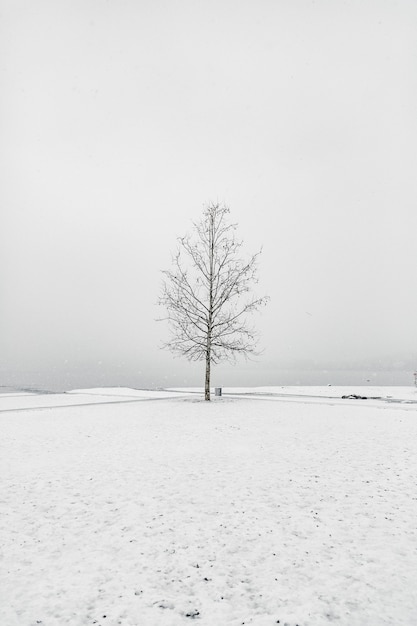 Bare tree in a snowy area under the clear sky