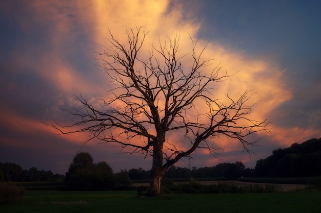 Bare tree surrounded with grasses