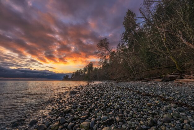 Bare Trees Near Body of Water during Sunset