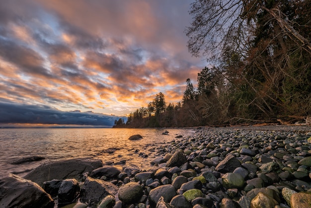 Bare Trees Near Body of Water