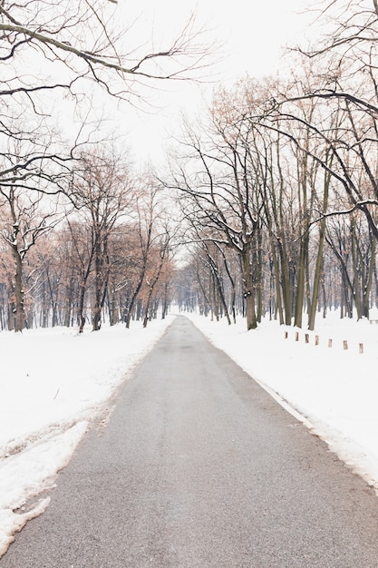 Foto gratuita gli alberi nudi si avvicinano alla strada vuota durante l'inverno