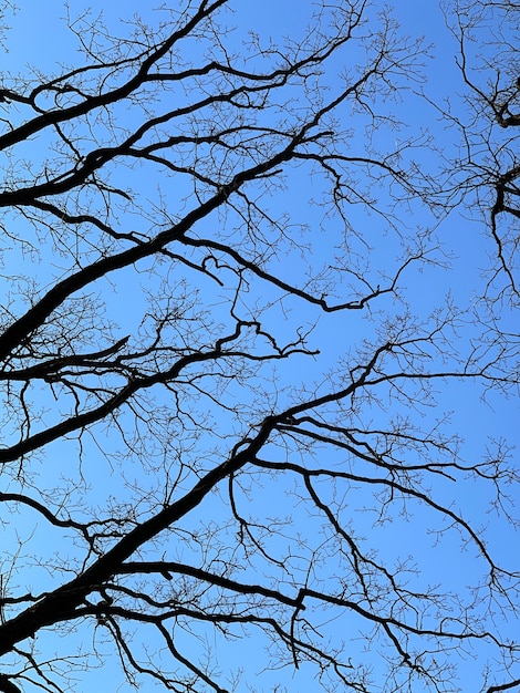 Bare trees in spring against a blue clear sky bottom view.