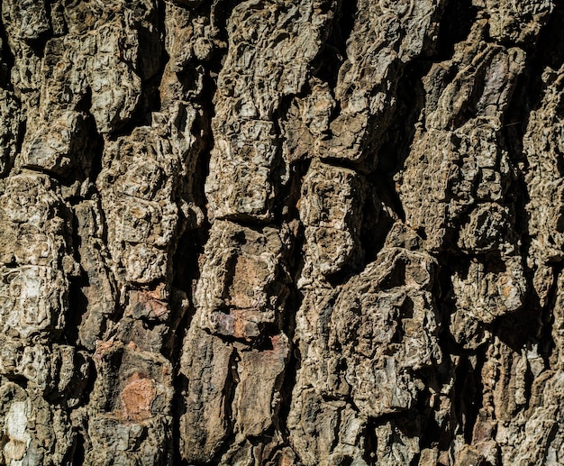 Free photo bark texture