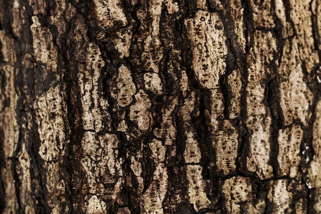 木の背景の樹皮