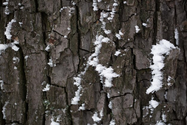 The bark of the tree in the snow