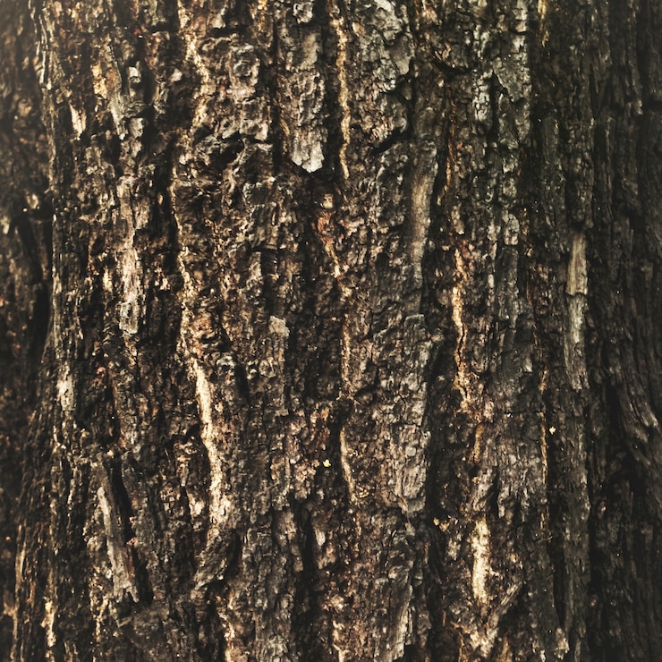 ฟรี Photo the bark on a tree