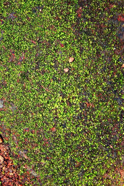 Bark with moss