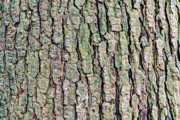 Free Photo bark