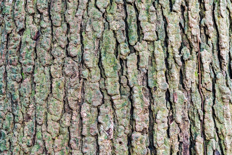 Free Photo bark