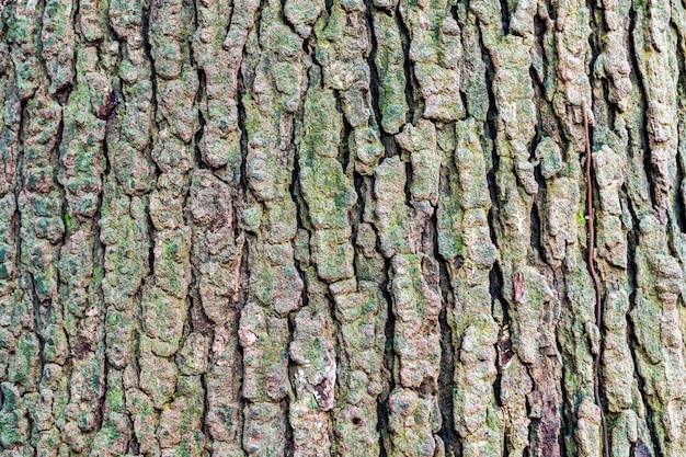 bark