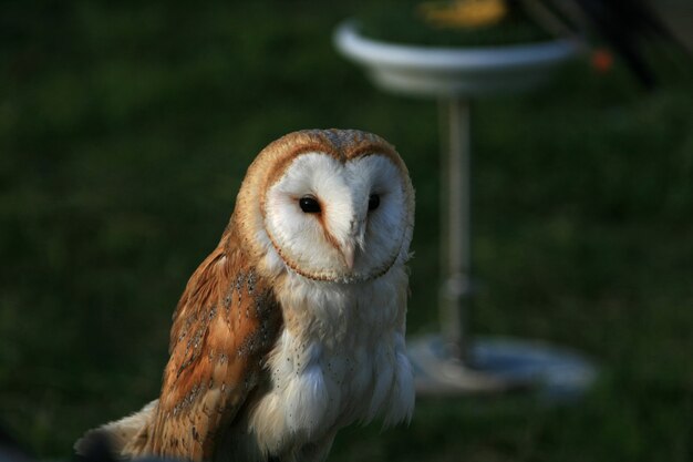 Barn owl