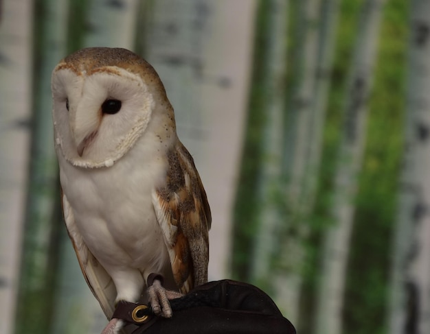 Barn owls are a bird of prey watching for rodents.