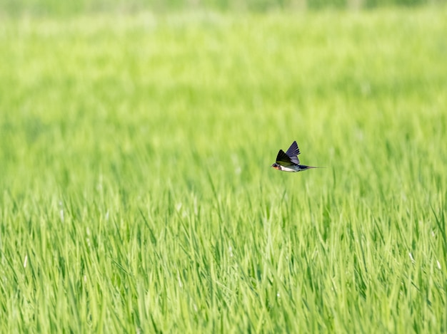 Ласточка сарай пролетает над зеленым рисовым полем
